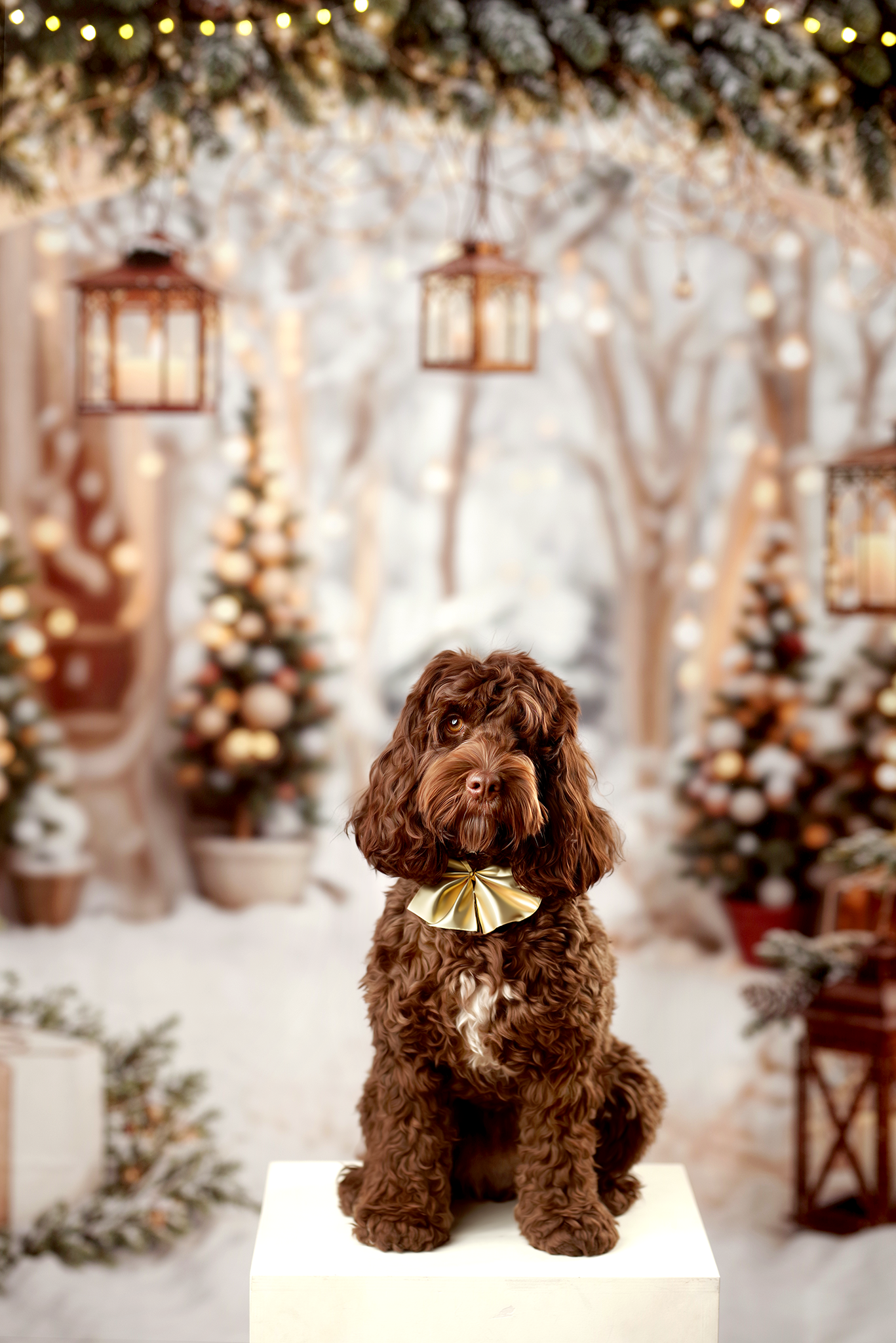 Zapisy na mini sesje Świąteczne!